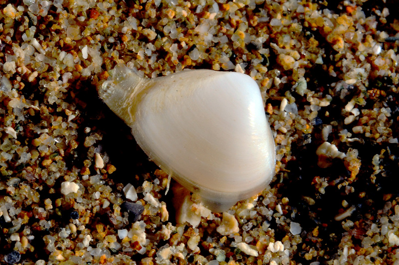 Piccolo bivalve da determinare